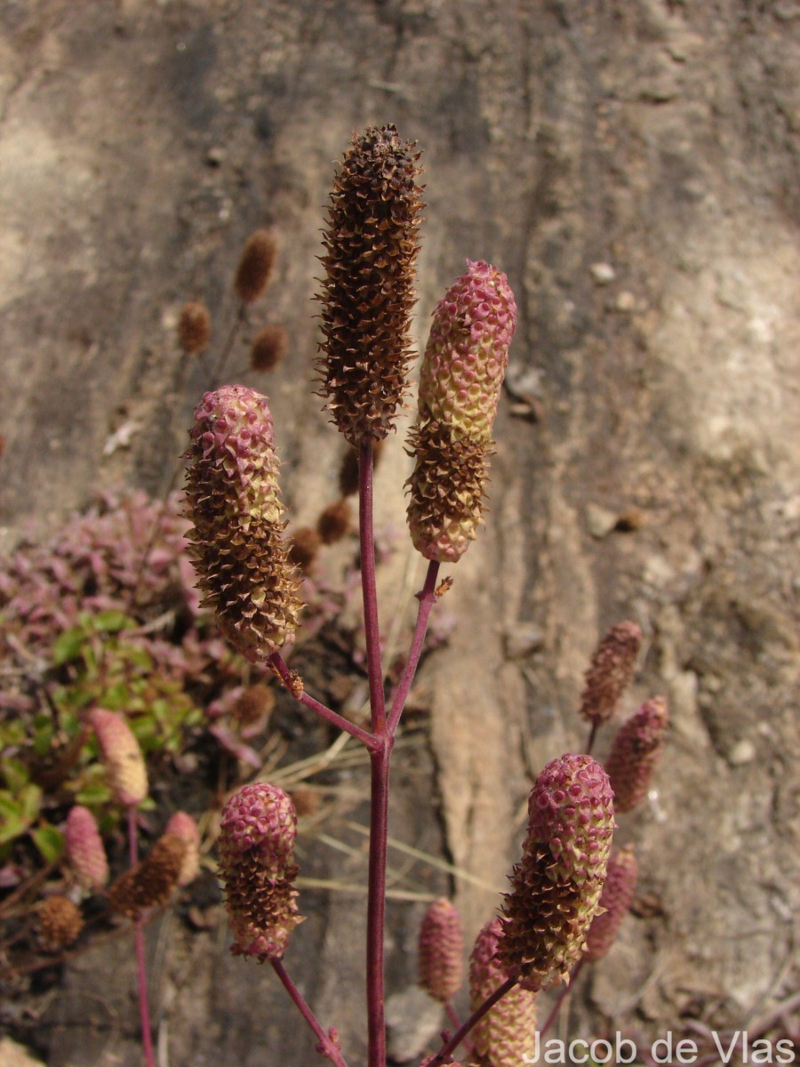 Coleus strobilifer (Roxb.) A.J.Paton